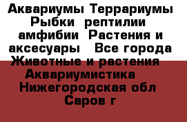 Аквариумы.Террариумы.Рыбки, рептилии, амфибии. Растения и аксесуары - Все города Животные и растения » Аквариумистика   . Нижегородская обл.,Саров г.